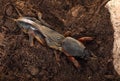 mole cricket on the ground Royalty Free Stock Photo