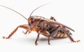 Mole Cricket Illustration on White -Generative ai Royalty Free Stock Photo