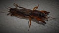 MOLE CRICKET