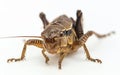 Mole Cricket Insect on Clean White -Generative ai Royalty Free Stock Photo