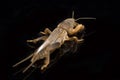 Mole cricket isolated on black background