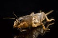 Mole cricket isolated on black background