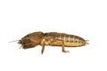 Mole cricket