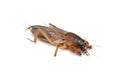 Mole cricket Royalty Free Stock Photo