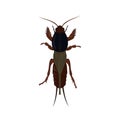 Mole cricket isolated on white background. Insect pest illustration