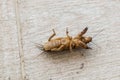 Mole cricket Outside (Gryllotalpidae)