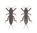 Mole cricket silhouette. Isolated mole cricket on white background
