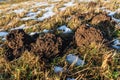 Mole dugs on a sunny spring day with snow Royalty Free Stock Photo