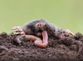 Mole eating earthworm