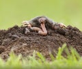 Mole eating worm Royalty Free Stock Photo