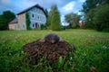 Mole in garden with house in background. Mole, Talpa europaea, crawling out of brown molehill, green grass. Mouse in soil. Mole in Royalty Free Stock Photo