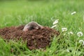 Mole in the garden Royalty Free Stock Photo