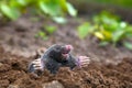 Mole in ground Royalty Free Stock Photo
