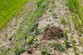 mole group in the field, mole and nest from agricultural pests, mole nests in the field