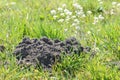 Mole hill Royalty Free Stock Photo