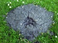 Mole hill on green grass. Royalty Free Stock Photo