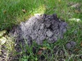 Mole hill on green grass. Royalty Free Stock Photo