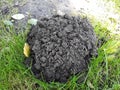 Mole hill on green grass. Royalty Free Stock Photo