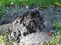 Mole hill on green grass. Royalty Free Stock Photo