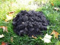 Mole hill on green grass. Royalty Free Stock Photo