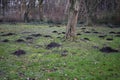 Mole hill on green grass. Royalty Free Stock Photo