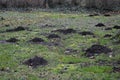 Mole hill on green grass. Royalty Free Stock Photo