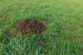 Mole hill in green grass in the park Royalty Free Stock Photo