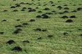 Mole hills Royalty Free Stock Photo