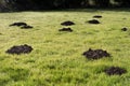 Mole Hills in the garden lawn Royalty Free Stock Photo