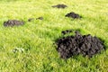 Mole Hills in the garden lawn Royalty Free Stock Photo