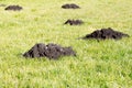 Mole Hills in the garden lawn Royalty Free Stock Photo