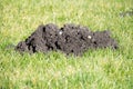Mole Hills in the garden lawn Royalty Free Stock Photo