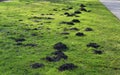 Mole hill on green grass. Royalty Free Stock Photo
