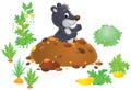 Mole in kitchen garden Royalty Free Stock Photo