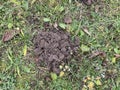 Mole loosened soil in home garden Royalty Free Stock Photo