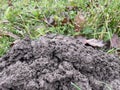 Mole loosened soil in home garden Royalty Free Stock Photo