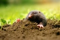 mole on molehill in garden grass