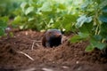 mole on molehill in the garden near the plants Royalty Free Stock Photo