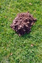 Mole molehill on the grass Royalty Free Stock Photo