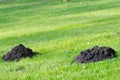 Mole molehill Royalty Free Stock Photo