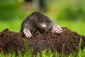 Mole in molehill showing claws