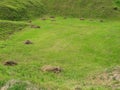 Mole mound in the field