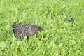 Mole mound in the field