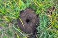 Mole mound in the field.