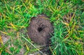 Mole mound in the field.