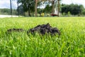 A mole mound in the garden of a house with a nice young lawn.