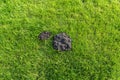 A mole mound in the garden of a house with a nice young lawn.