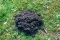 Mole mound on grass