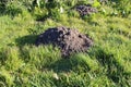 Freshly dug mole hill in a garden. Pest control concept