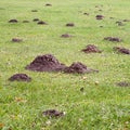 Mole mound